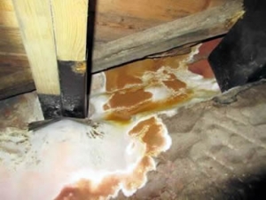 Dry rot fruiting body