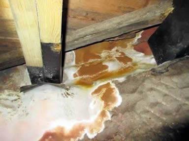 Dry rot fruiting body